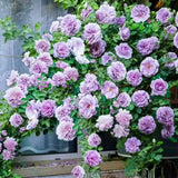 Rose Bush Live Plant - Rose Plant Live Shrub - Bareroot with Soil 5-10 Inch Tall - Fragrant Rose Flowers Heirloom Rose Shrub (Light Purple Rose)