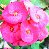 Crown of Thorns Plant, Euphorbia Milii Plant Live, Crown of Thorns Cactus Plant 4 to 7 Inches Height No Pot, Live Cactus Plant Indoor (Pink)
