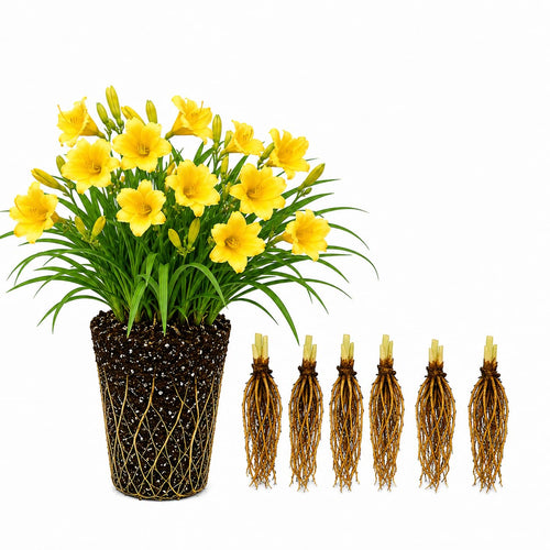 10 Yellow Daylily Roots, Hardy Perennial Flower for Garden Beds and Borders Planting, Easy Care, Ready to Grow