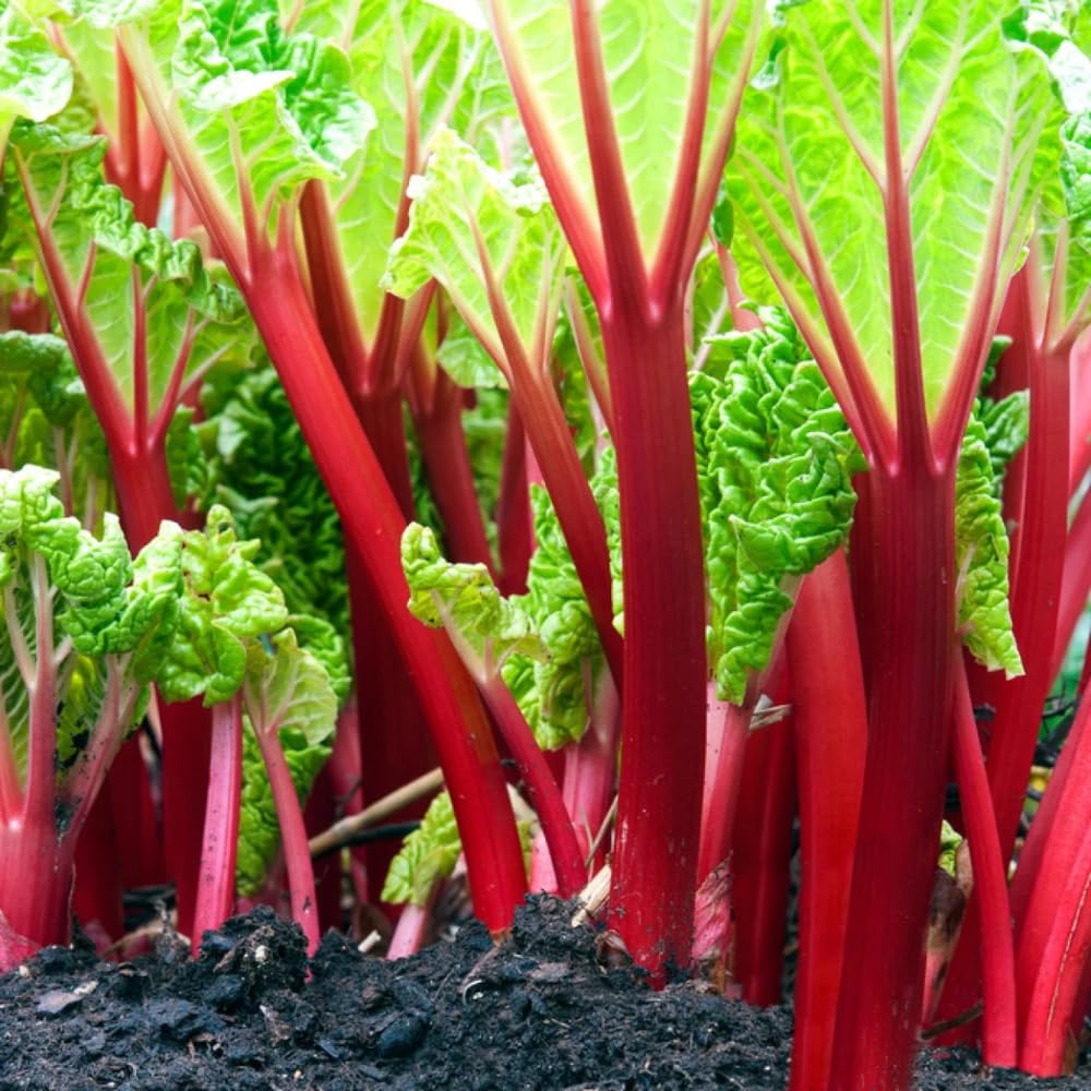 Pack 5 Rhubarb Roots Plants, Red Rhubarb Roots Vegetable for Planting, Hardy Perennial Vegetables