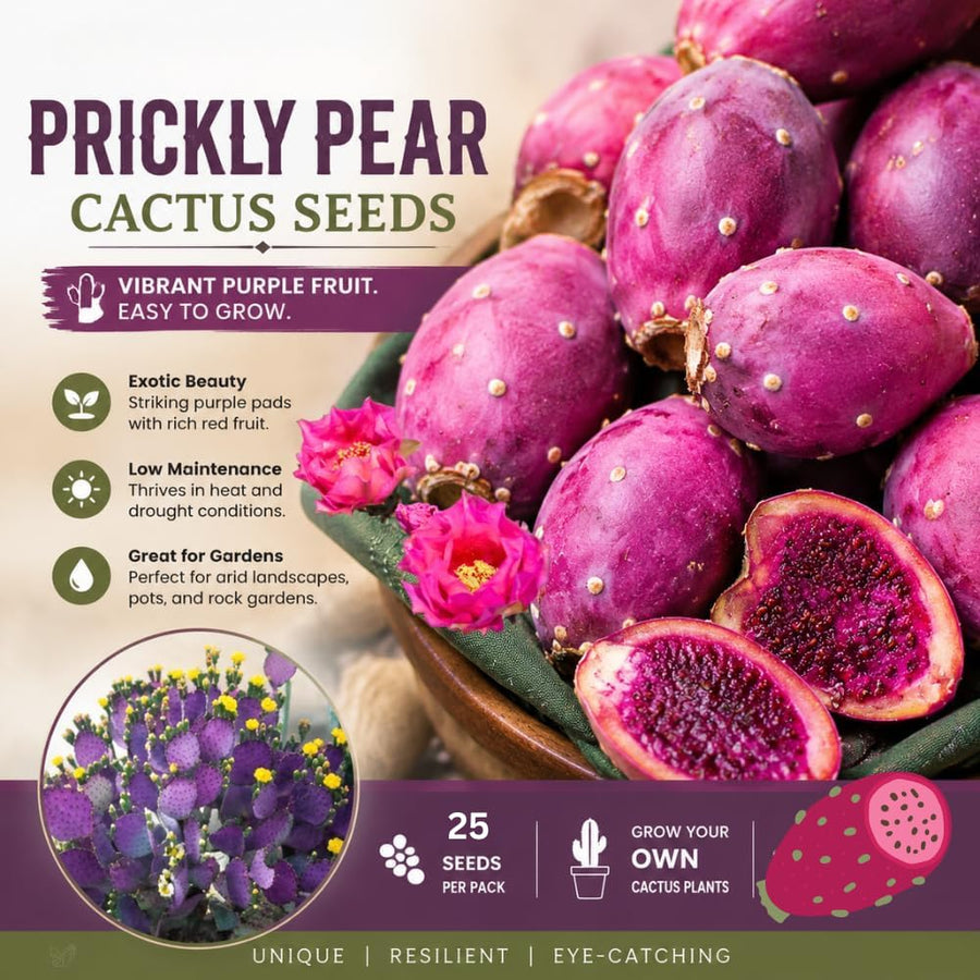 25 Purple Prickly Pear Cactus Seeds, Prickly Pear Cactus Seeds, Hardy Succulent Plants for Outdoor Indoor Planting, Fast-Growing