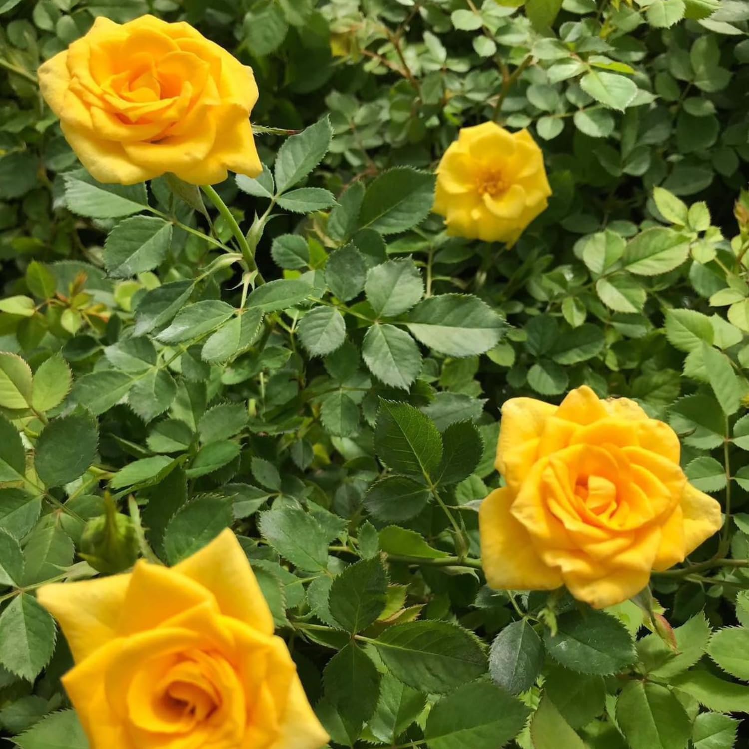 Rose Bush Live Plant - Climbing Rose Plant Live - Bareroot with Soil 7-10 Inch Tall - Fragrant Rose Flowers Heirloom Rose Shrub (Yellow Rose)