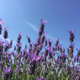 Lavender Plant Live in 3'' Pot, Fragrant Lavender Flowering Herb for Indoor Outdoor Planting, Ready to Grow (Spanish Lavender)