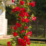 2 Live Mandevilla Plants, Red Mandevilla Vine Live Plant, 10 Inches and 19 Inches Long, Live Mandevilla Plants, Mandevilla Plant Seedlings, 2 Plants