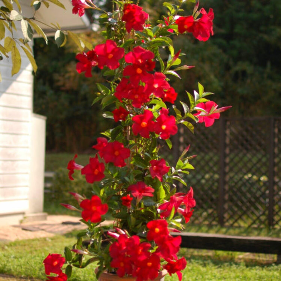 2 Live Mandevilla Plants, Red Mandevilla Vine Live Plant, 10 Inches and 19 Inches Long, Live Mandevilla Plants, Mandevilla Plant Seedlings, 2 Plants