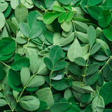 35 Moringa Seeds, Moringa Oleifera Seeds, Fast Growing Drumstick Tree Plant Seed for Outdoor Garden