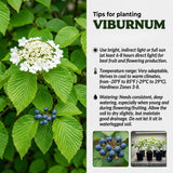 Set of 2 Viburnum Live Plant, Viburnum Shrub, White Spring Blooms, Hardy Garden Shrub, Bare Root 8 to 12 Inches Tall for Outdoor Planting