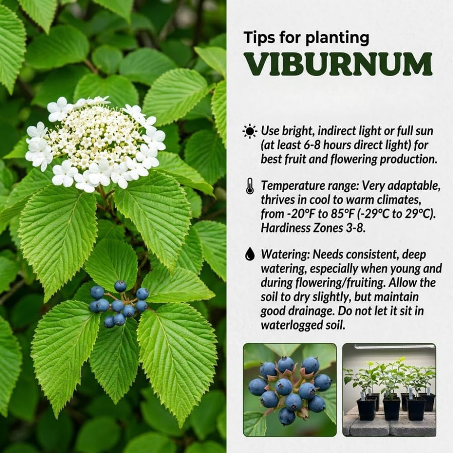Set of 2 Viburnum Live Plant, Viburnum Shrub, White Spring Blooms, Hardy Garden Shrub, Bare Root 8 to 12 Inches Tall for Outdoor Planting