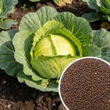 Pack of 1000 Cabbage Seeds for Planting, Cabbage Seeds, Easy Care Vegetable for Containers, Raised Beds and Outdoor Garden