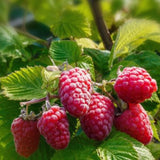 Pack 2 Assorted Raspberry Plants Live, Size 5-9 Inch Tall, Raspberry Trees Live Plants, Sweet Raspberry Bush Shrub