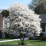 White Magnolia Plant Live, 6-12 Inch Tall, Magnolia Tree in 2.5” Pot, Flowering Ornamental Tree