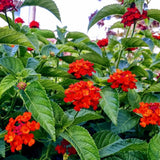 Set 2 Trailing Lantana Plants Live for Planting, 6-9" Height, Ornamental Lantana Live Plants Ready to Grow (Red Lantana)