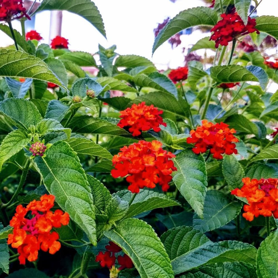 Set 2 Trailing Lantana Plants Live for Planting, 6-9" Height, Ornamental Lantana Live Plants Ready to Grow (Red Lantana)