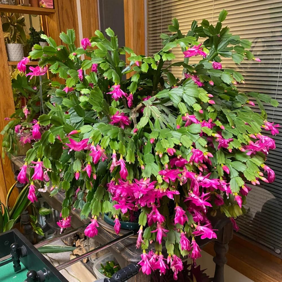 2 Live Purple Christmas Cactus Plants, Dark Pink Purple Christmas Cactus Plants Live, 4 to 6 Inch, Bare Root, Perennial Flower Holiday Succulent Plant, No Pot
