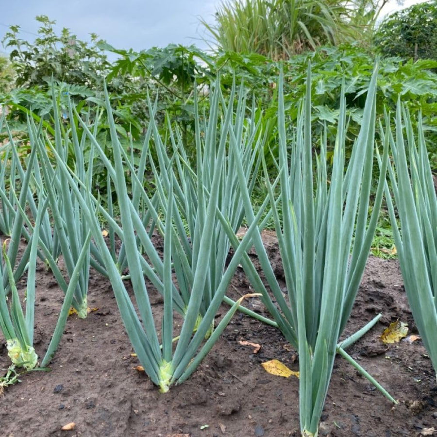 50+ American Flag Leeks Seeds, Vegetable Garden Seeds, Suitable for Backyard and Outdoor Planting