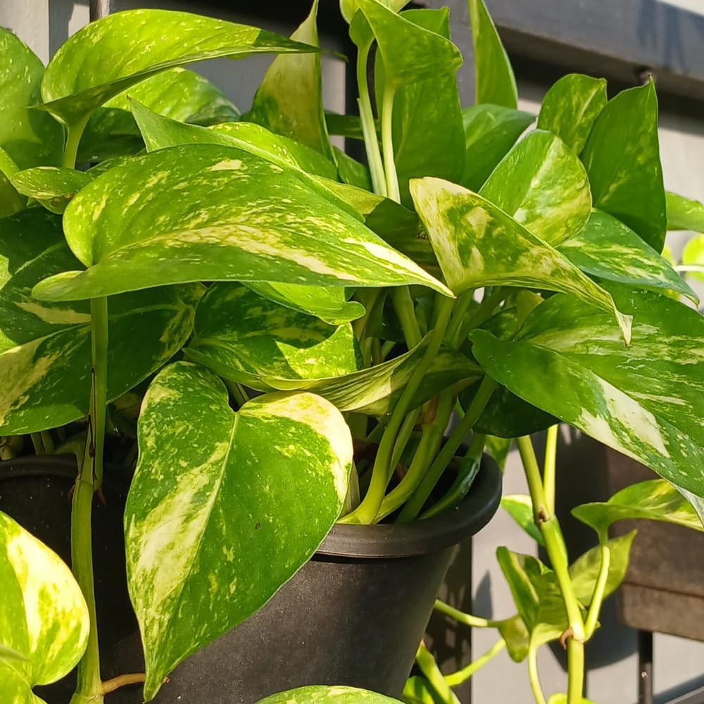 2 Pothos Live Plants, Live Pothos Plant, 3 to 5 Inc Tall, Indoor House Plants Outdoor (Golden)