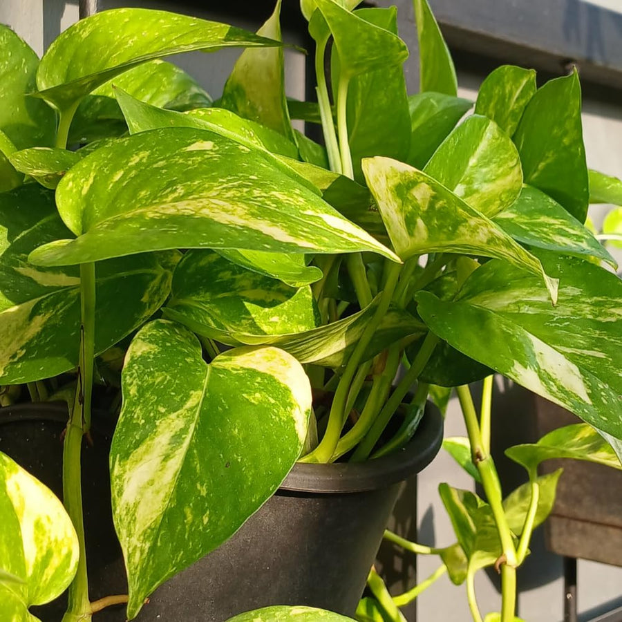2 Pothos Live Plants, Live Pothos Plant, 3 to 5 Inc Tall, Indoor House Plants Outdoor (Golden)