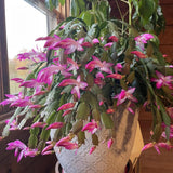 Pink Christmas Cactus Plants Live, 4 to 6 Inch Tall Live Christmas Cactus Bare Roots, Perennial Well Rooted Flower Plants, Holiday Houseplant, No Pot