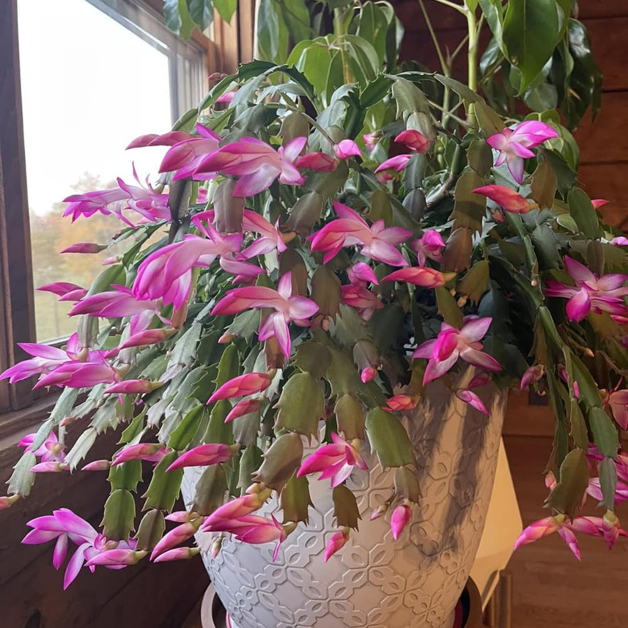 Pink Christmas Cactus Plants Live, 4 to 6 Inch Tall Live Christmas Cactus Bare Roots, Perennial Well Rooted Flower Plants, Holiday Houseplant, No Pot
