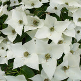 Kousa Dogwood Live Tree in Quart Pot, Flowering Ornamental Trees for Outdoor Garden, White Blooms Spring Tree 8-14 Inches Tall