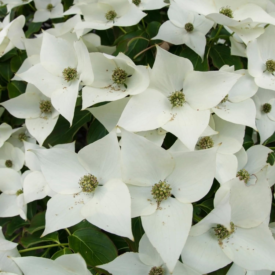 Kousa Dogwood Live Tree in Quart Pot, Flowering Ornamental Trees for Outdoor Garden, White Blooms Spring Tree 8-14 Inches Tall