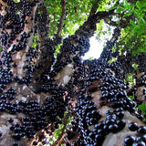 Jaboticaba Plant Live, Jabuticaba Fruit Tree 4 Inch Pot, Edible Brazilian Grape Tree Well Rooted