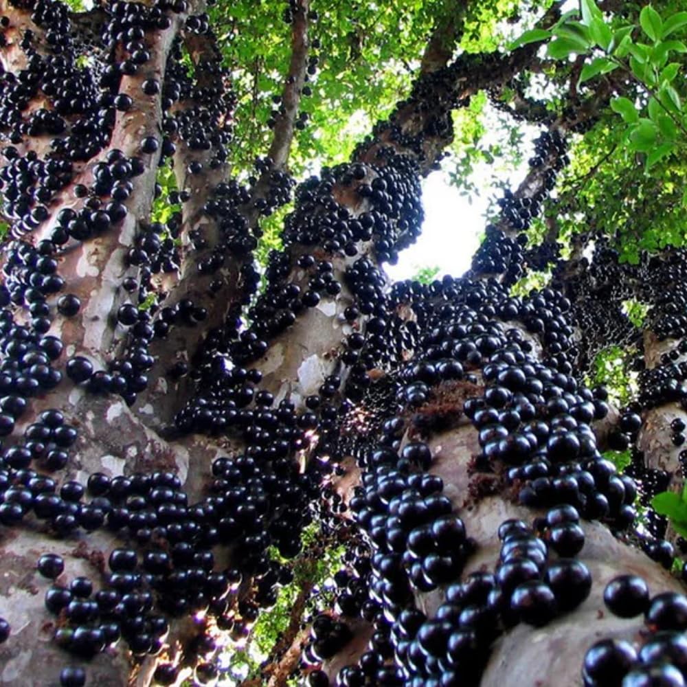 Jaboticaba Plant Live, Jabuticaba Fruit Tree 4 Inch Pot, Edible Brazilian Grape Tree Well Rooted
