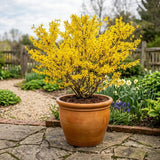 Lynwood Gold Forsythia Plant, Forsythia Plant Live, Quart Pot, 6-10 Inches Tall, Yellow Forsythia Shrubs Live Plant for Planting