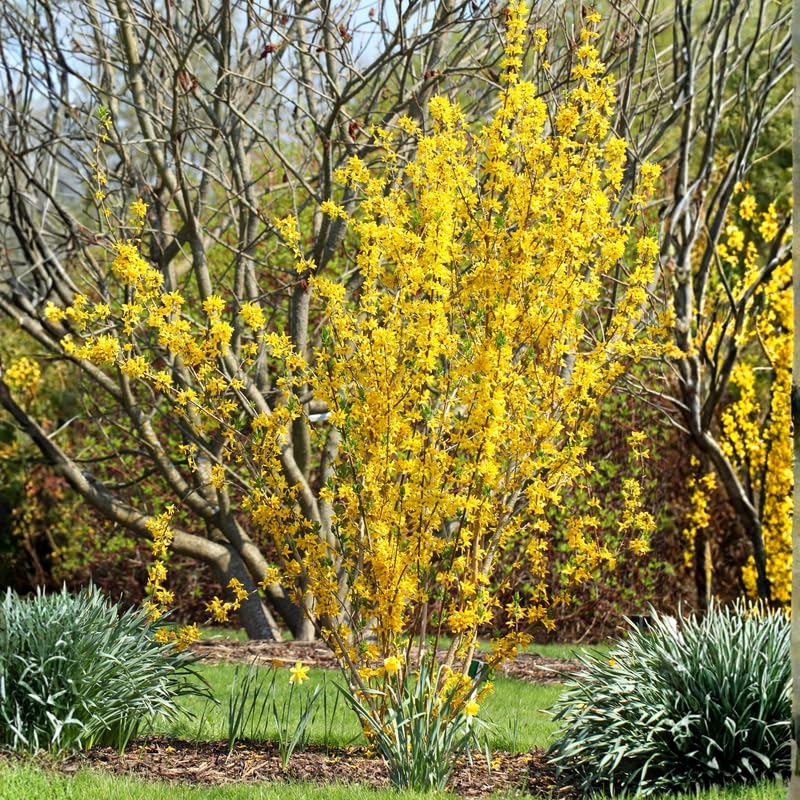 Forsythia Live Plant, Lynwood Gold Forsythia Plants in 4" Pot, 6-12 Inch Tall Live Plants for Outdoor Growing