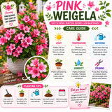 Pink Weigela Tree Live Plant in 4 Inch Pot, Weigela Blooming Shrub, Vibrant Flowering Starter Plant 4-7" Tall for Outdoor Gardening