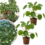 2 Money Plants Live, Pilea Peperomioides Houseplant, 4-6 Inches Tall, Real House Plant for Office, Home, Garden