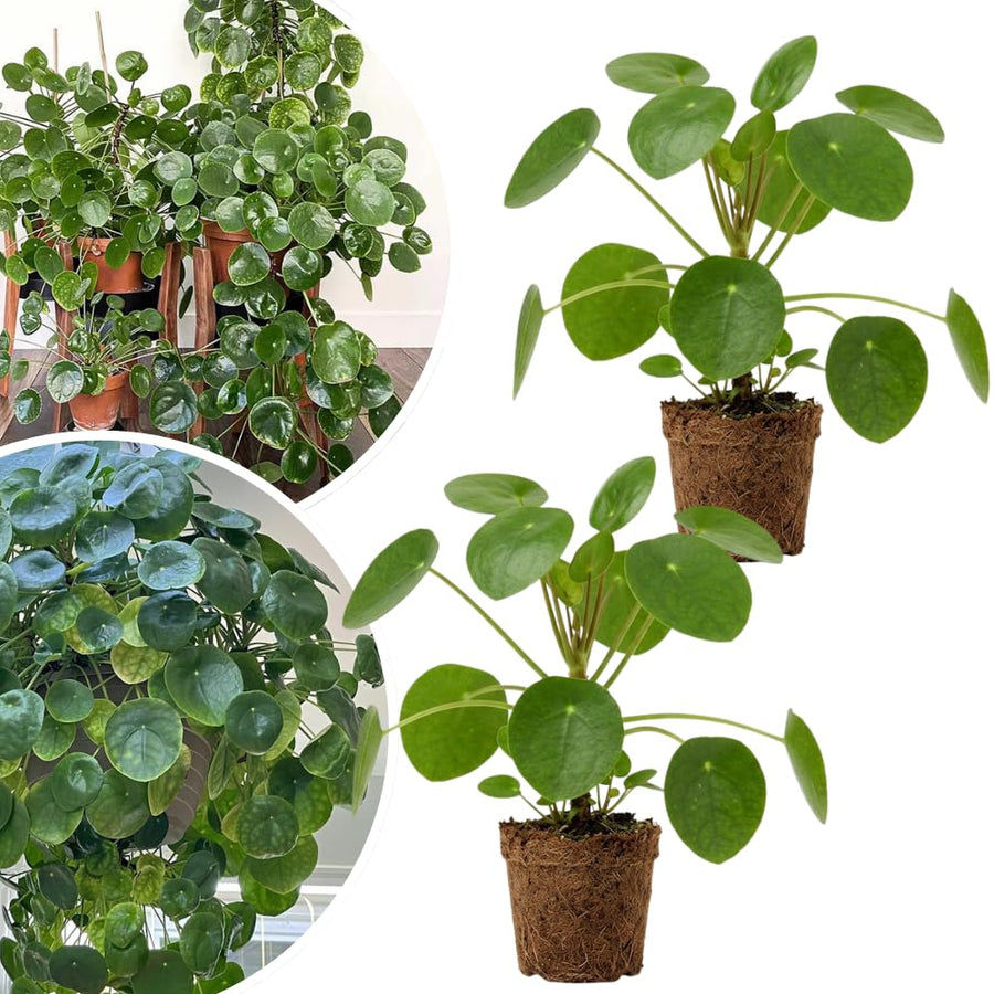2 Money Plants Live, Pilea Peperomioides Houseplant, 4-6 Inches Tall, Real House Plant for Office, Home, Garden