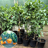 Ugli Tangelo Tree 3 Feet Tall, Sweet Citrus Fruit Tree for Garden, Patio and Home Orchard, Grafted Orange Tree Citrus Like