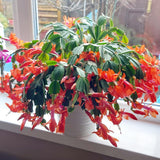 Orange Christmas Cactus Plants Live, 4 to 6 Inch Tall Live Christmas Cactus Bare Roots, Perennial Well Rooted Flower Plants, Holiday Houseplant, No Pot