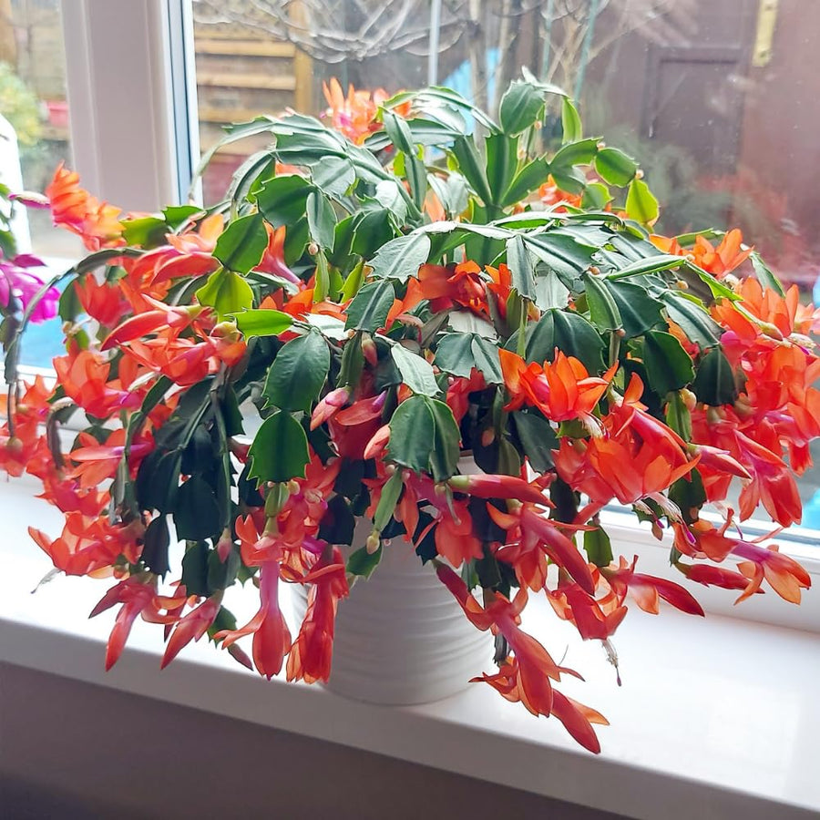 Orange Christmas Cactus Plants Live, 4 to 6 Inch Tall Live Christmas Cactus Bare Roots, Perennial Well Rooted Flower Plants, Holiday Houseplant, No Pot