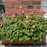 Oxalis Plant in 4'' Pot, 4-8'' Tall, Shamrock Flowers Plants, Perennial Flower Plants for Indoor and Outdoor Garden (Dark Pink Oxalis)