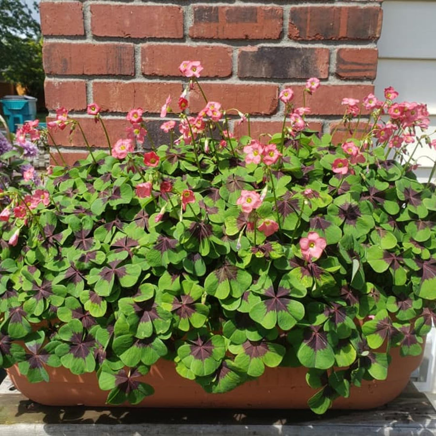 Oxalis Plant in 4'' Pot, 4-8'' Tall, Shamrock Flowers Plants, Perennial Flower Plants for Indoor and Outdoor Garden (Dark Pink Oxalis)