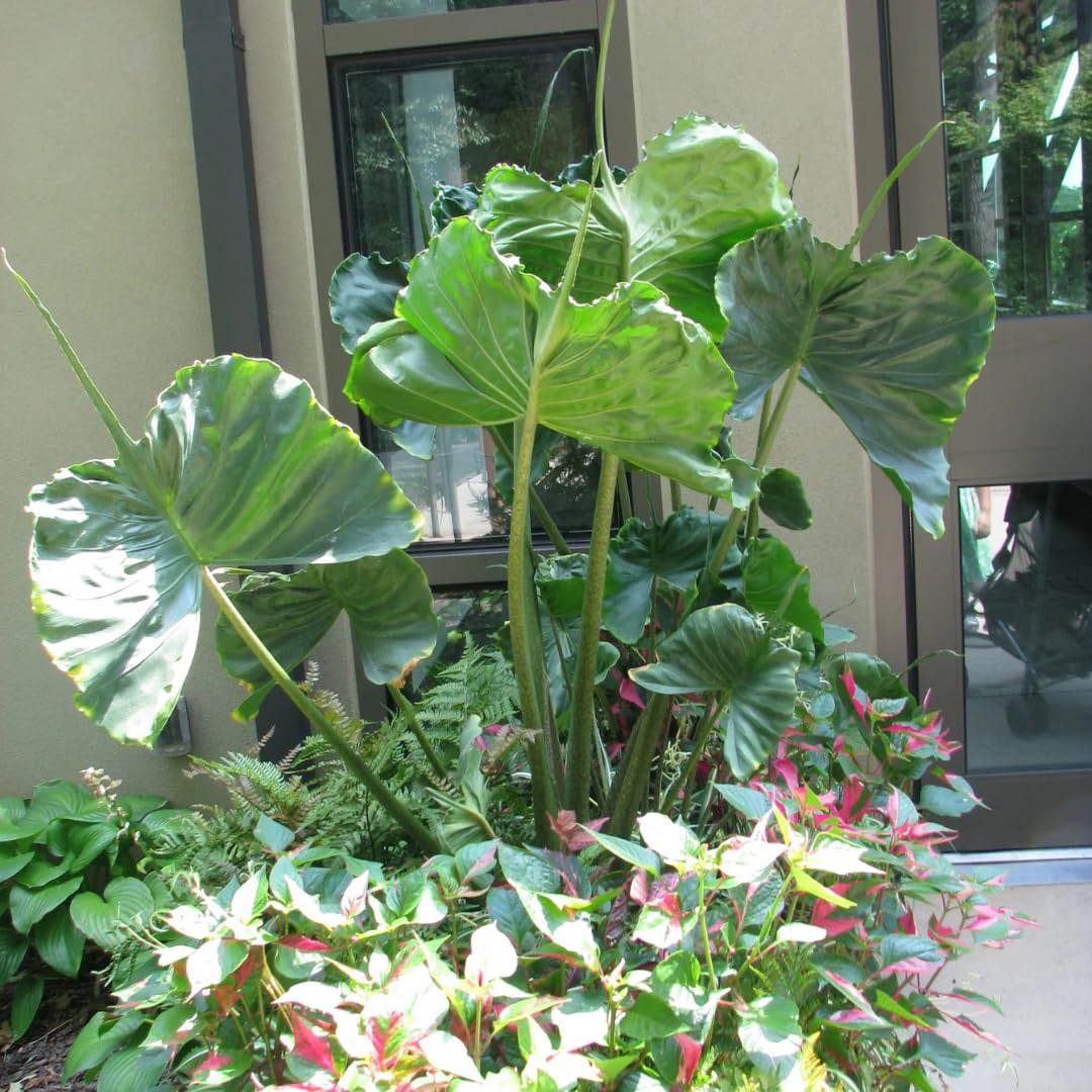Alocasia Plant Green Stem, Elephant Ear Plants, Variegated Colocasia Plant, Colocasia Alocasia Esculenta Taro for Indoor Outdoor Gardens, Very Cold Hardy