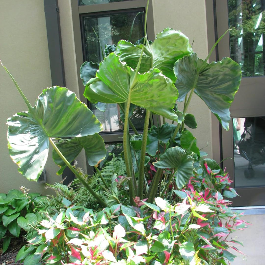 Alocasia Plant Green Stem, Elephant Ear Plants, Variegated Colocasia Plant, Colocasia Alocasia Esculenta Taro for Indoor Outdoor Gardens, Very Cold Hardy