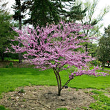 Redbud Tree Live Plant, 8-9 Months Old Red Bud Tree Outdoor, Spring Planting, Zones 4 to 9