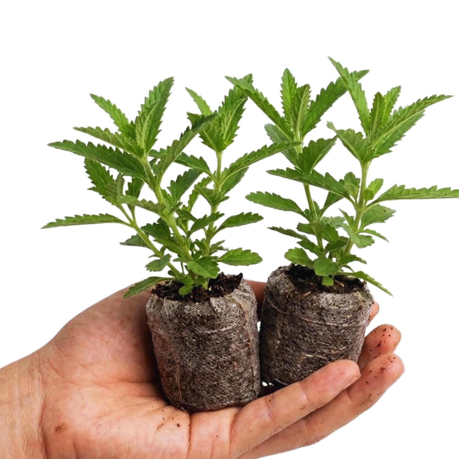 2 Salmon Verbena Plants Live for Planting, Colorful Blooming Flower Plant, Verbena Live Plants, 5 to 7 Inc Tall
