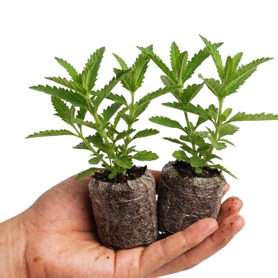 2 Red Verbena Plants Live for Planting, Colorful Blooming Flower Plant, Verbena Live Plants, 4 to 6 Inc Tall