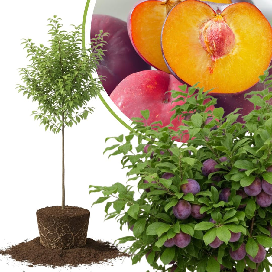 2-3 Feet Santa Rosa Plum Tree Live Plant, No Pot, Plum Tree for Planting, Cannot Ship to CA