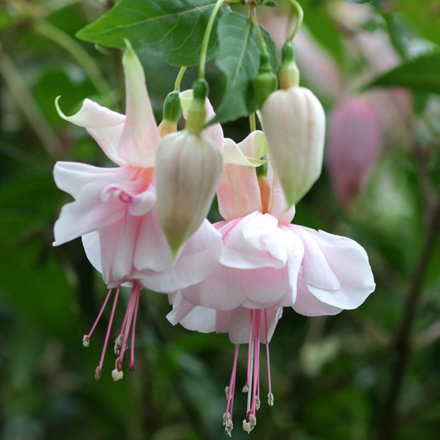 Fuchsia Plant, 3 to 4 Inch Tall Fuchsia Plants Live, Hanging Fuchsias Plants Well Rooted for Planting, Hardy Fuchsias Live Plants, Perennial, Colorful Flowers (Light Pink Flowers)