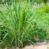 4 Lemongrass Live Plants, Lemon Grass Rooted Plants 8-10'', Ready to Plant Indoor Outdoor
