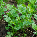 Live Cilantro Plant in 3.5 Inch Pot, Green Cilantro Herb Plant, Culinary Herb for Indoor Herb Gardens and Outdoor Planting