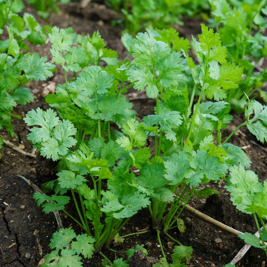 Live Cilantro Plant in 3.5 Inch Pot, Green Cilantro Herb Plant, Culinary Herb for Indoor Herb Gardens and Outdoor Planting