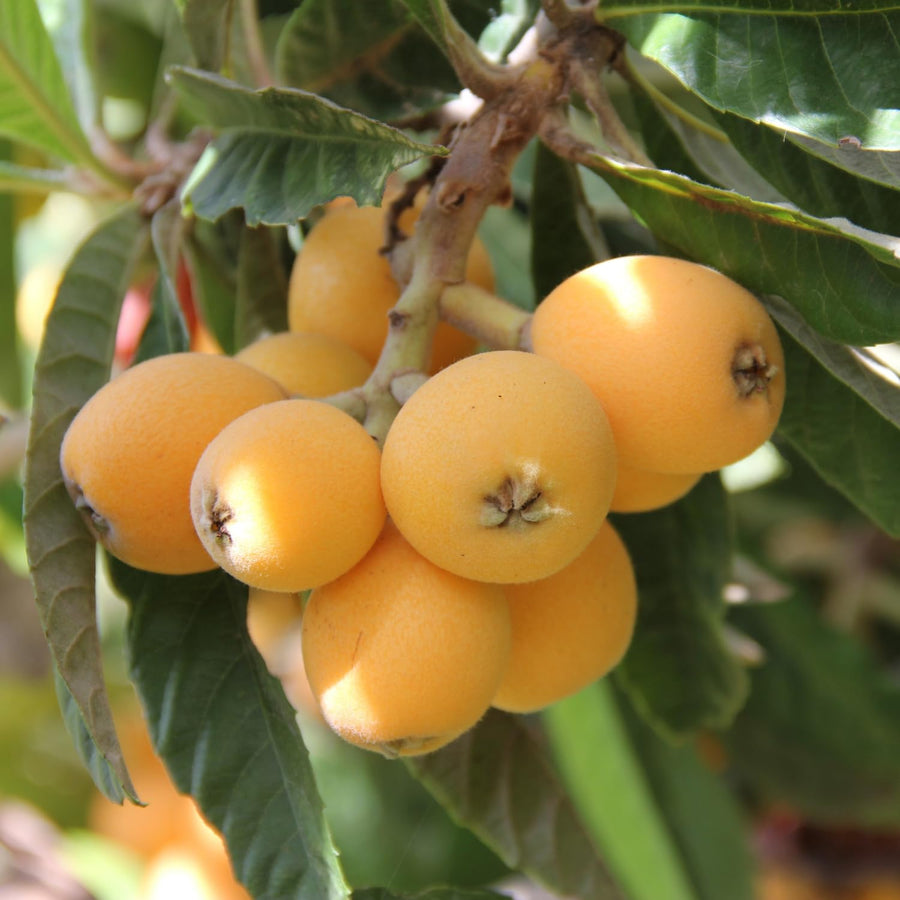 Yellow Loquat Live Plant in 4 inch Pot, 7-10″ Tall Loquat Fruit Plant for Planting, Tropical Fruit Tree Well Rooted