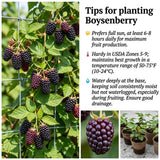 Thornless Boysenberry Plant, Boysenberry Plant for Planting, 5-7 Inc Tall, Sweet Boysenberries for Indoor Outdoor Growing