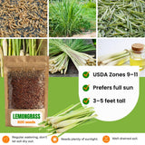 800 Lemongrass Seeds, Perennial Lemon Grass Herb, Lemongrass for Outdoor Landscape